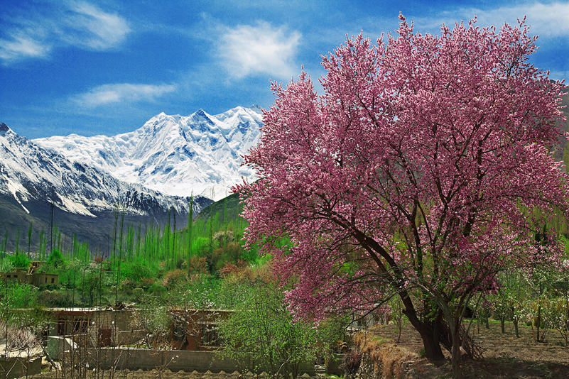 Cherry Blossom trip to Hunza Valley
