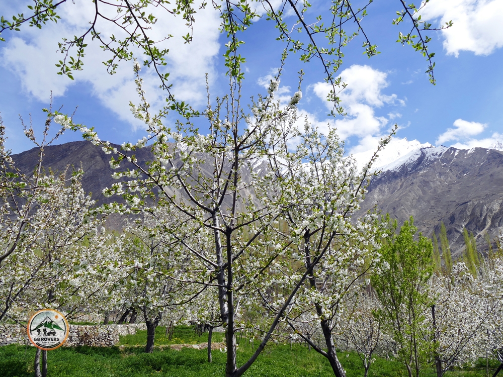 Cherry Blossom in Hunza