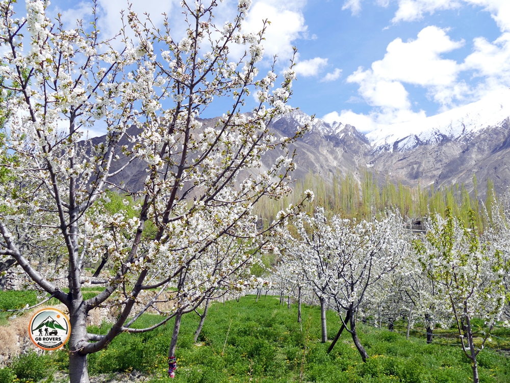 Cherry Blossom in Hunza