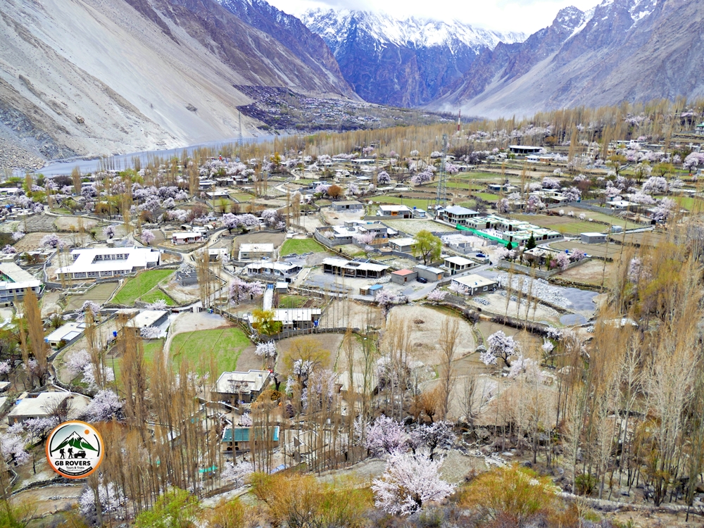 Cherry Blossom in Hunza