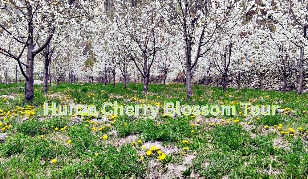 Hunza Cherry Blossom Tour