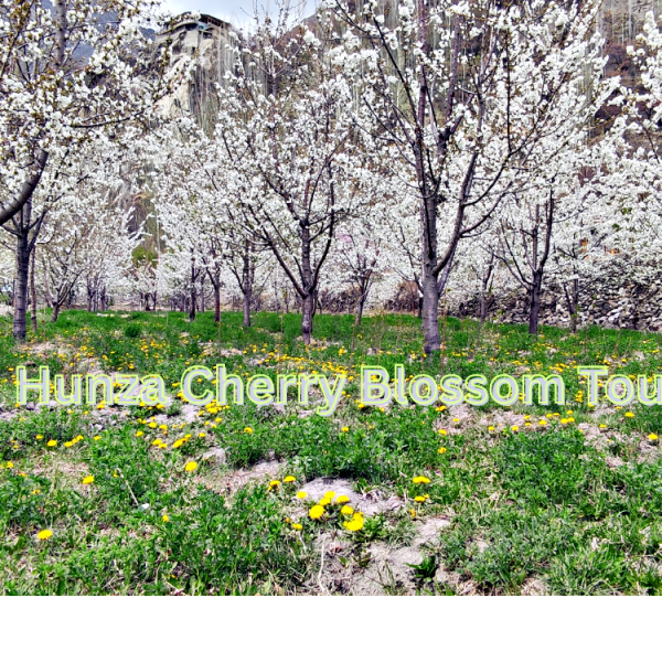 Hunza Cherry Blossom Tour