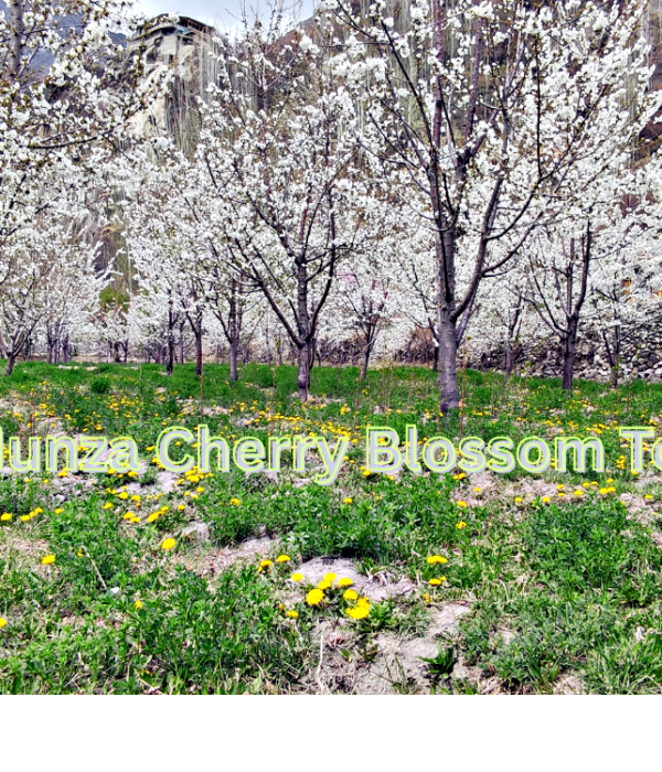 Hunza Cherry Blossom Tour