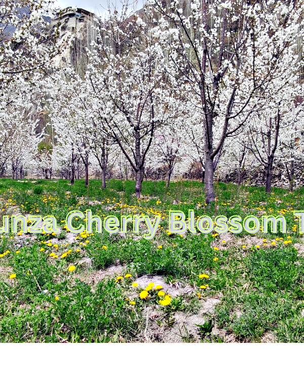 Hunza Cherry Blossom Tour