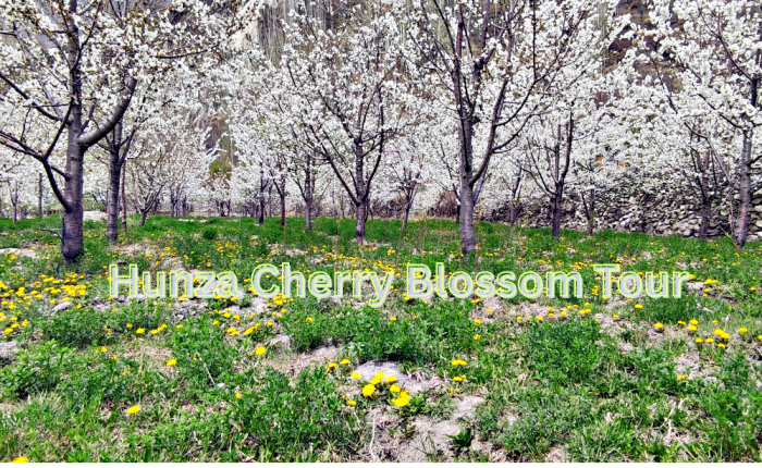Hunza Cherry Blossom Tour