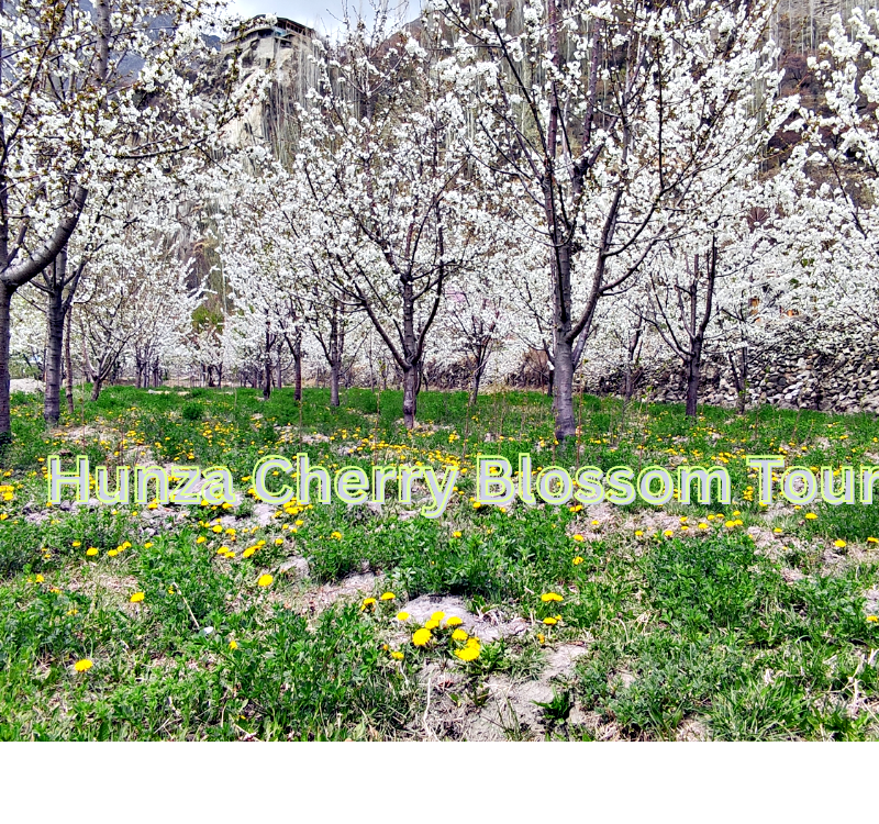 Hunza Cherry Blossom Tour