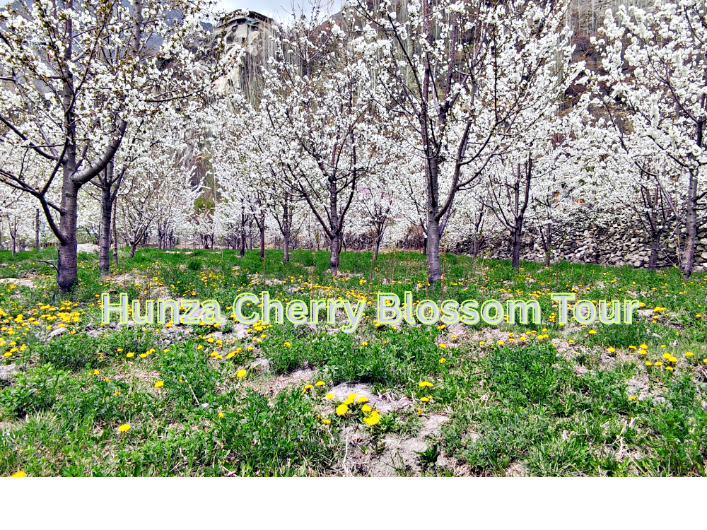 Hunza Cherry Blossom Tour