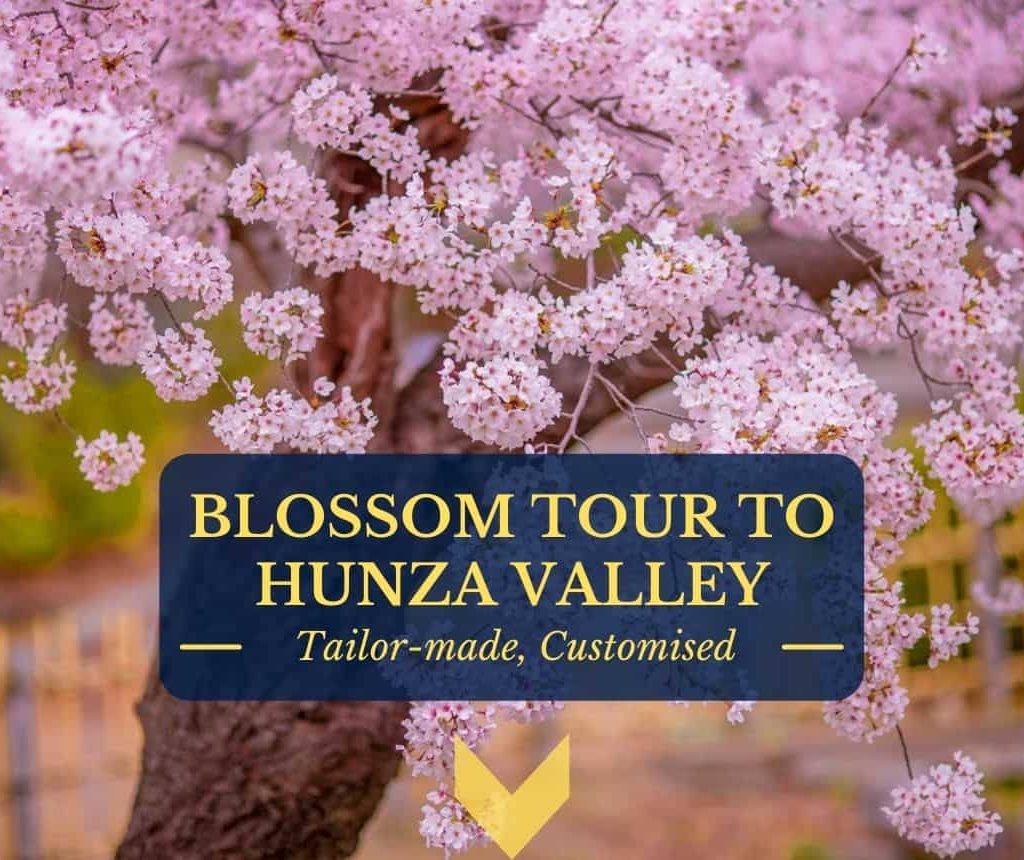 Cherry Blossom Hunza Pakistan 2021
