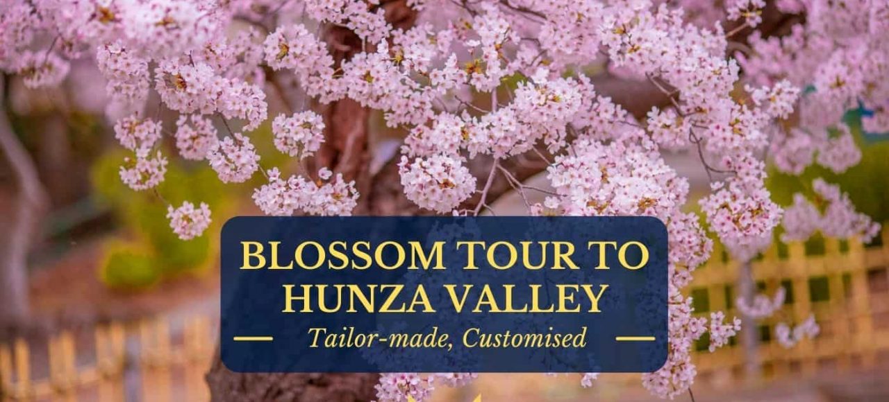 Cherry Blossom Hunza Pakistan 2021