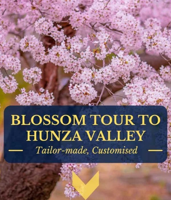 Cherry Blossom Hunza Pakistan 2021
