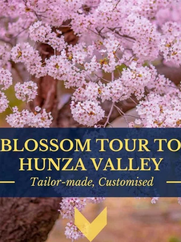 Cherry Blossom Hunza Pakistan 2021