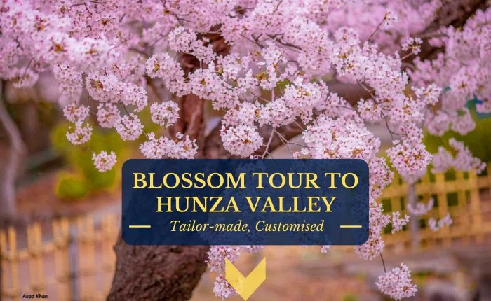 Cherry Blossom Hunza Pakistan 2021