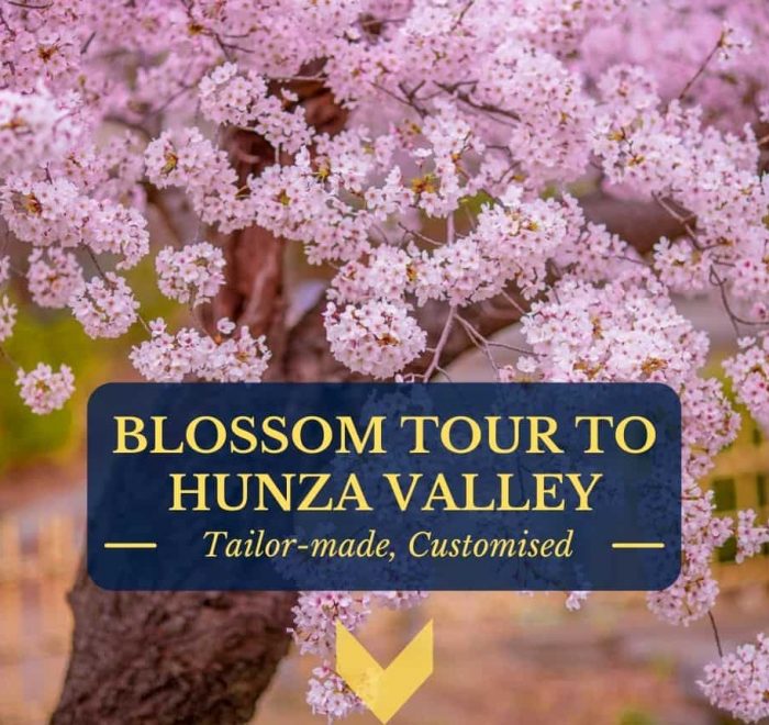 Cherry Blossom Hunza Pakistan 2021
