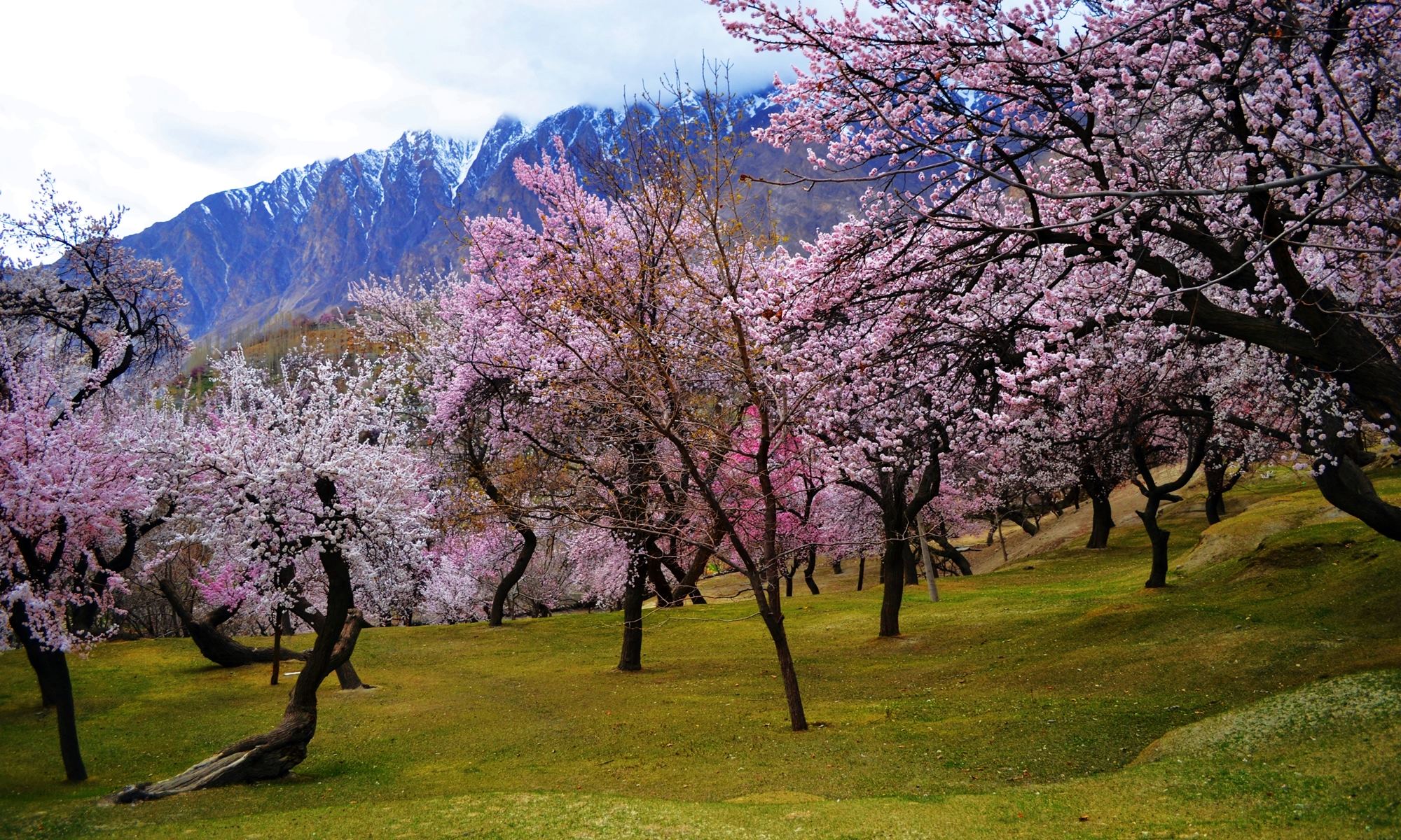 Apricot Blossom in Hunza